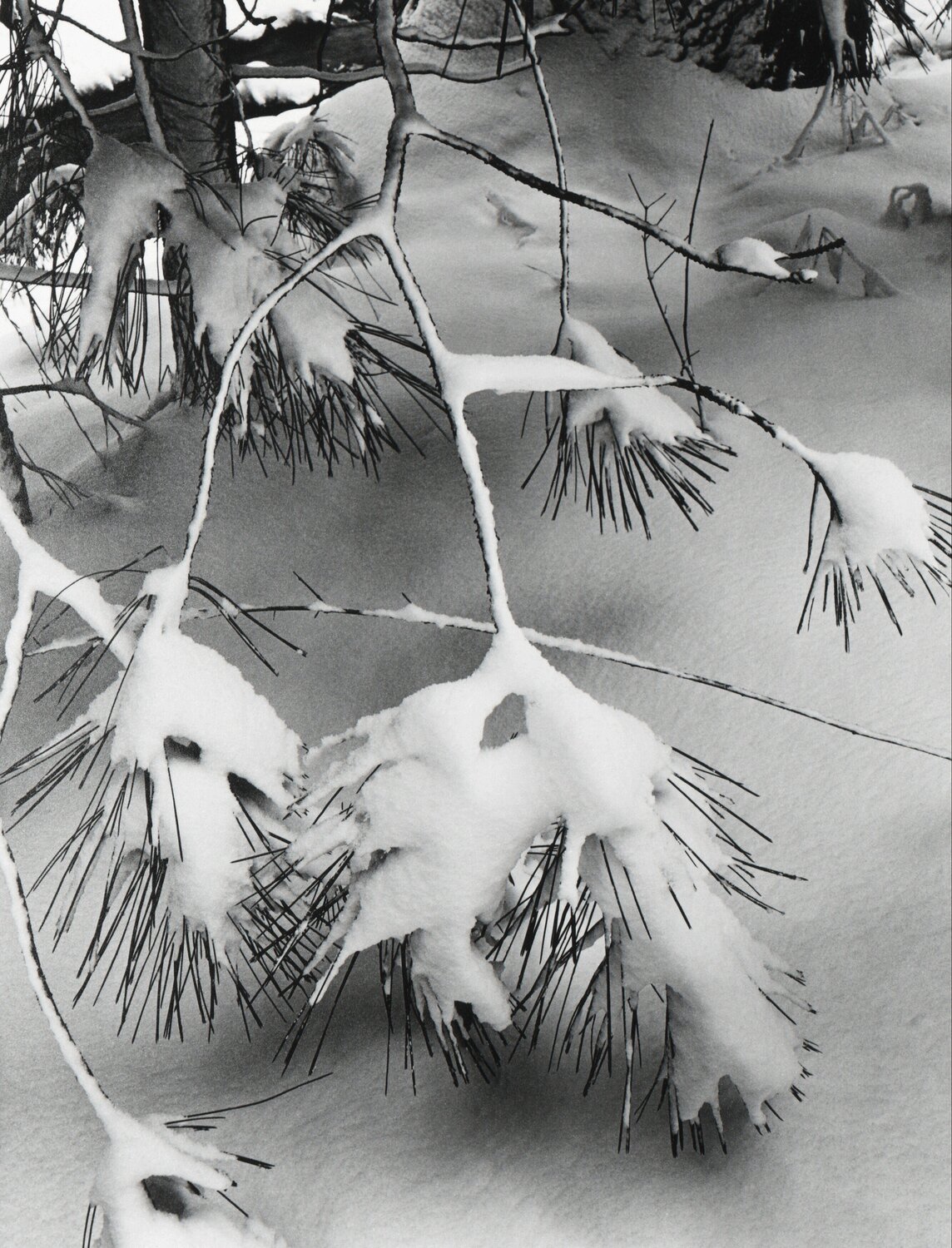 Branches in Snow, Yosemite National Park, California Ansel Adams Fotografie zu verkaufen