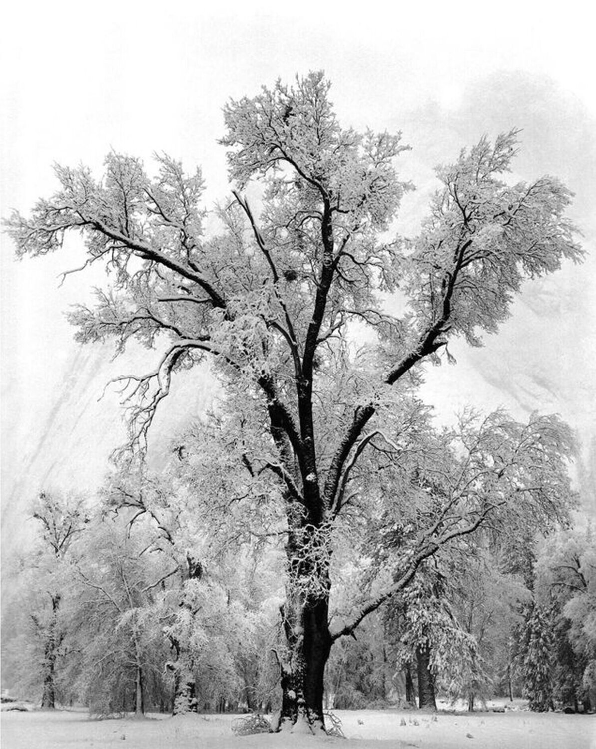 Oak Tree, Snowstorm, Yosemite National Park, CA Ansel Adams Fotografie zu verkaufen