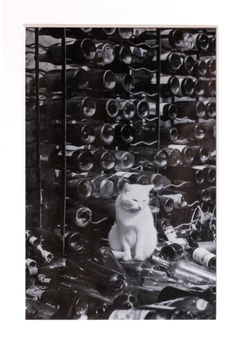 Chat dans la cave de Brassaï, Fotografía a la venta en Singulart