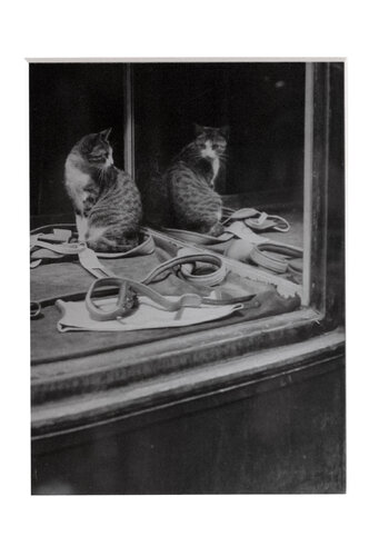 Chat se regardant dans la glace van Brassaï, Fotografie te koop op Singulart