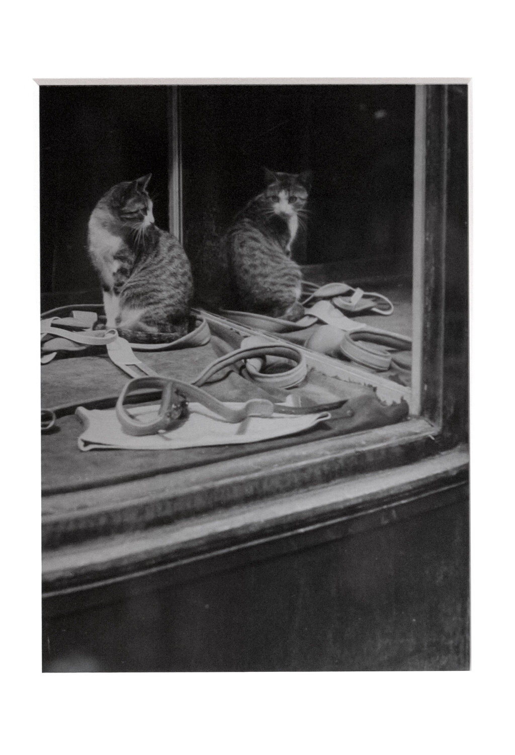 Chat se regardant dans la glace Brassaï Fotografia in vendita