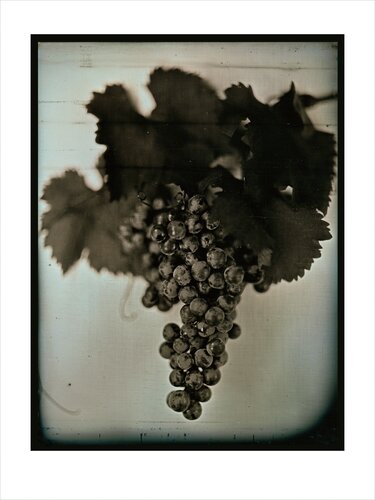 Red Wine Grapes 1 van Chuck Close, Afdruk te koop op Singulart