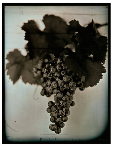 Red Wine Grapes 1 van Chuck Close, Fotografie te koop op Singulart