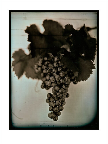 Red Wine Grape 1 (large) van Chuck Close, Afdruk te koop op Singulart