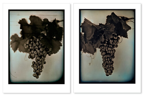 Red Wine Grapes set (large) van Chuck Close, Afdruk te koop op Singulart