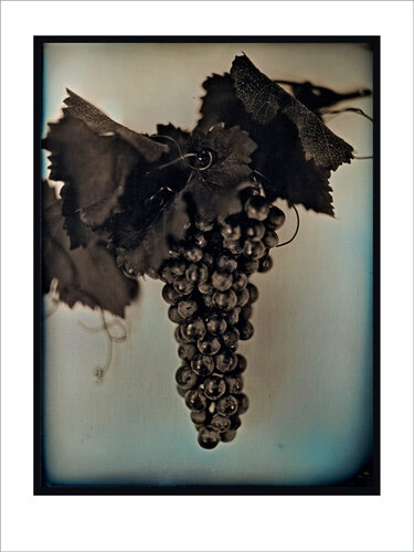 Red Wine Grapes  2 (large) van Chuck Close, Afdruk te koop op Singulart