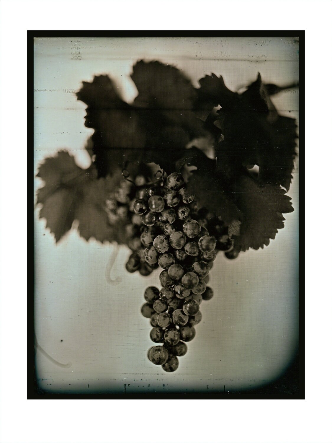 Red Wine Grapes 1 Chuck Close