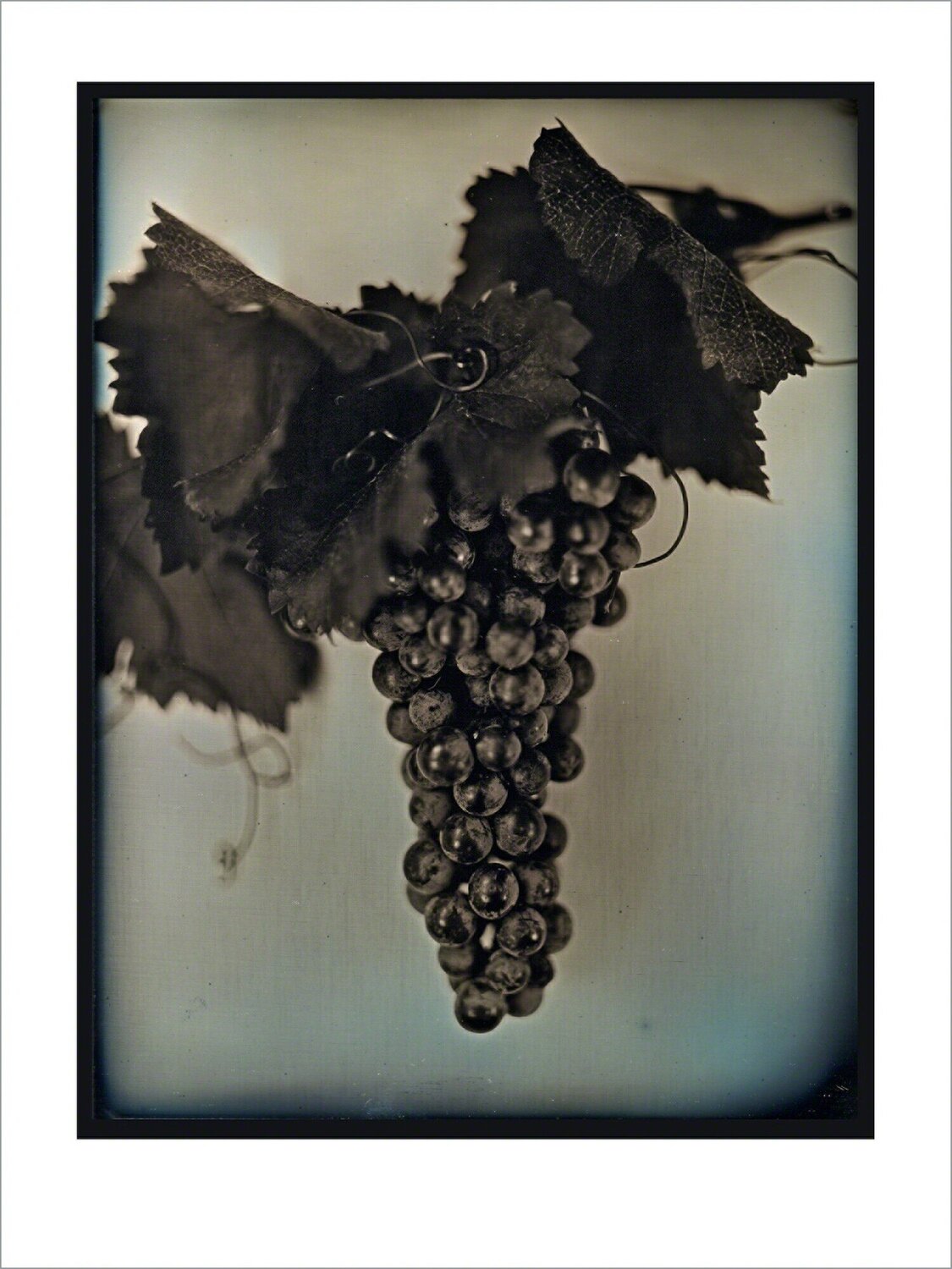Red Wine Grapes 2 Chuck Close