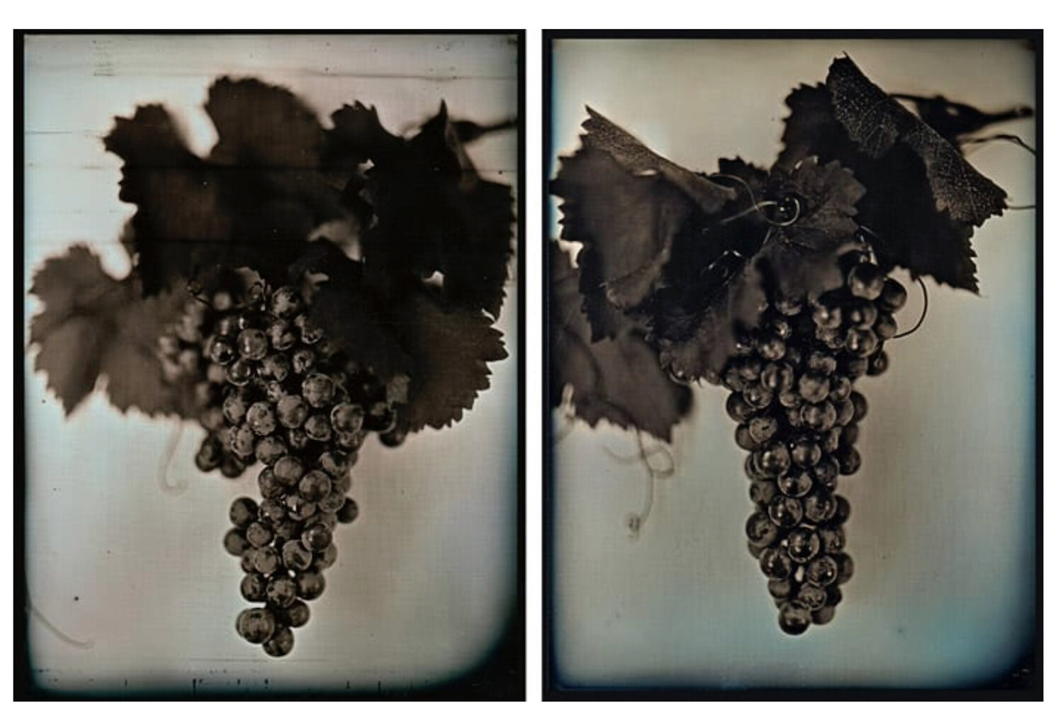Red Wine Grapes 1 & 2 Chuck Close