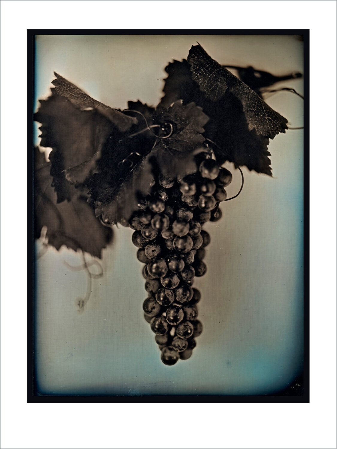 Red Wine Grapes  2 (large) Chuck Close