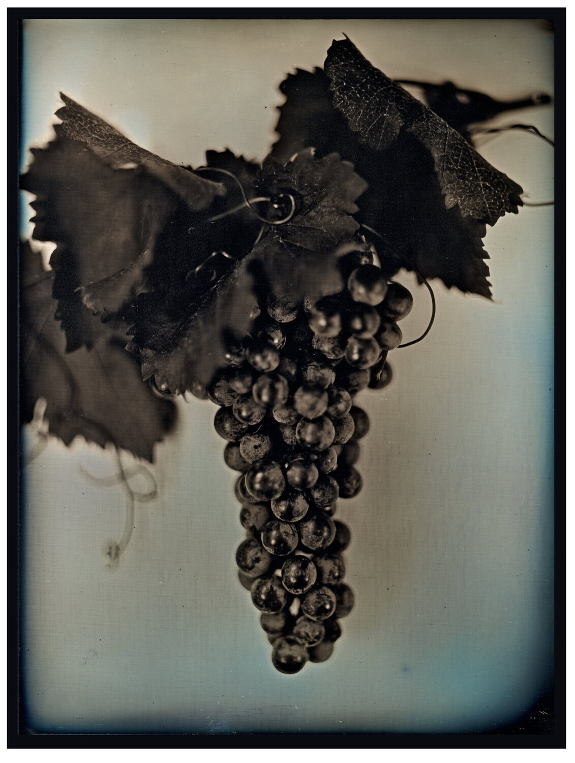 Red Wine Grapes 2 Chuck Close