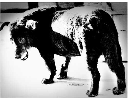 Stray Dog, Misawa van Daido Moriyama, Fotografie te koop op Singulart