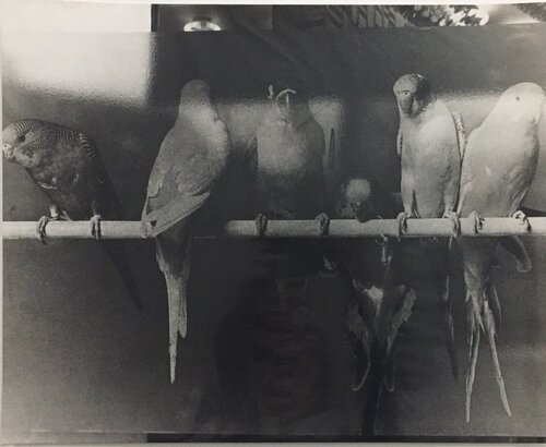 From the series “Japan, a Photo Theater Ⅱ” van Daido Moriyama, Fotografie te koop op Singulart