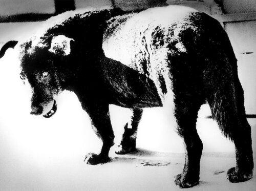 Dog Town from "Searching Journeys 3" Misawa van Daido Moriyama, Fotografie te koop op Singulart