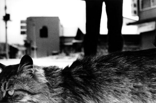 Hokkaido, Japon van Daido Moriyama, Fotografie te koop op Singulart