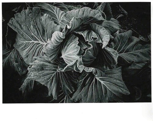 Cabbage van Daido Moriyama, Fotografie te koop op Singulart