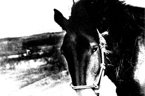 Hokkaido, Japon van Daido Moriyama, Fotografie te koop op Singulart