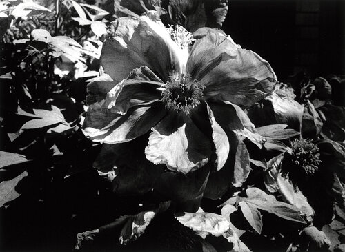 Light and Shadow 1: (Flower) van Daido Moriyama, Fotografie te koop op Singulart