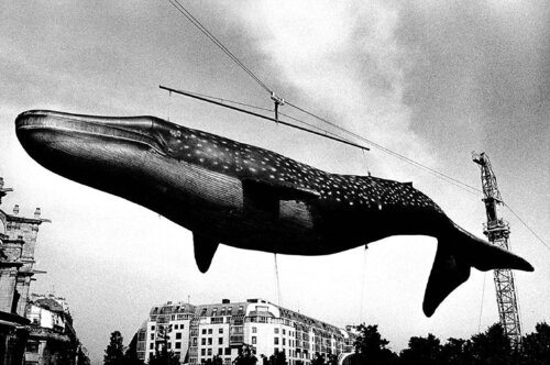 Paris, 1988 - 1989 van Daido Moriyama, Fotografie te koop op Singulart