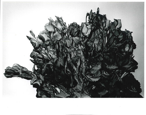 Turkish Bellflower, Shibuya-ku, Tokyo van Daido Moriyama, Afdruk te koop op Singulart