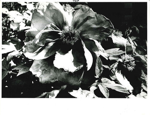 Light and Shadow 1: (Flower) van Daido Moriyama, Afdruk te koop op Singulart