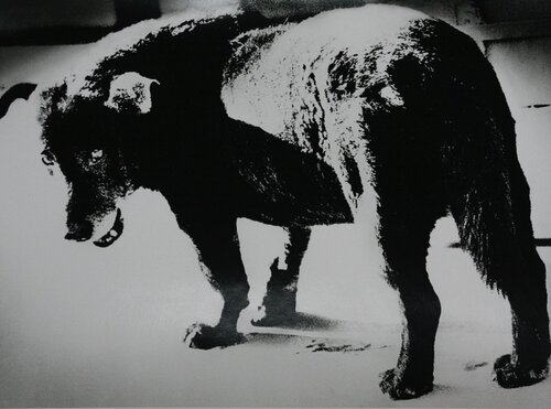 Dog Town from "Searching journeys 3", Misawa, Aomori van Daido Moriyama, Fotografie te koop op Singulart