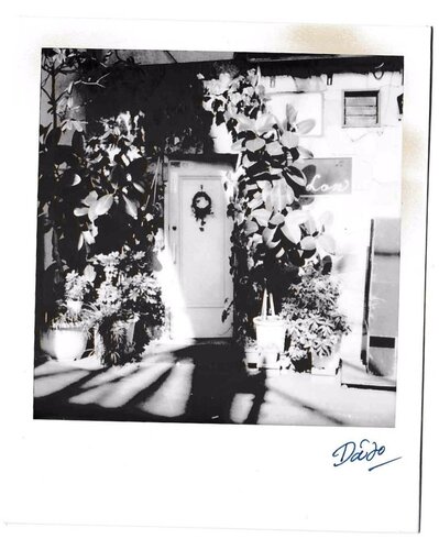 Untitled (Mistletoe Ring) van Daido Moriyama, Fotografie te koop op Singulart