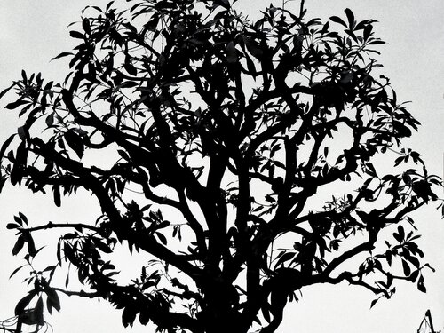 untitled van Daido Moriyama, Fotografie te koop op Singulart