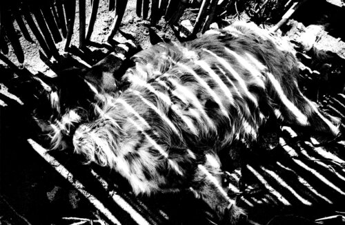 Hokkaido, Japon van Daido Moriyama, Fotografie te koop op Singulart