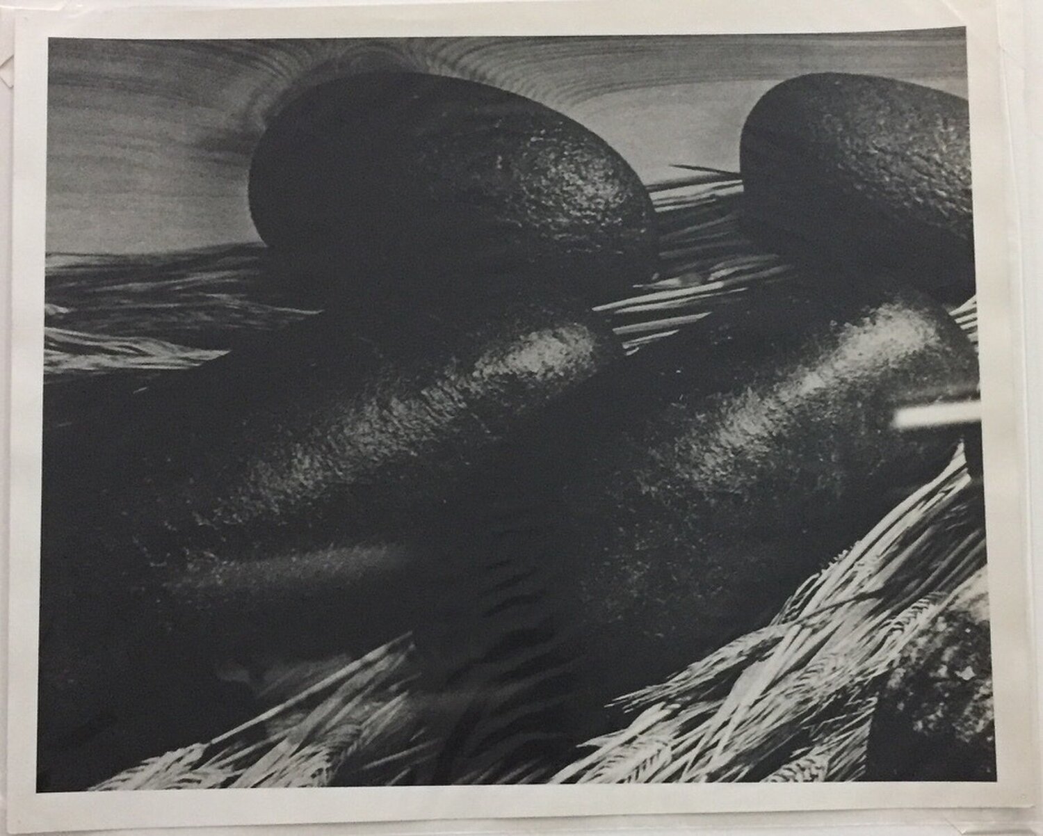 Untitled Daido Moriyama Fotografie te koop