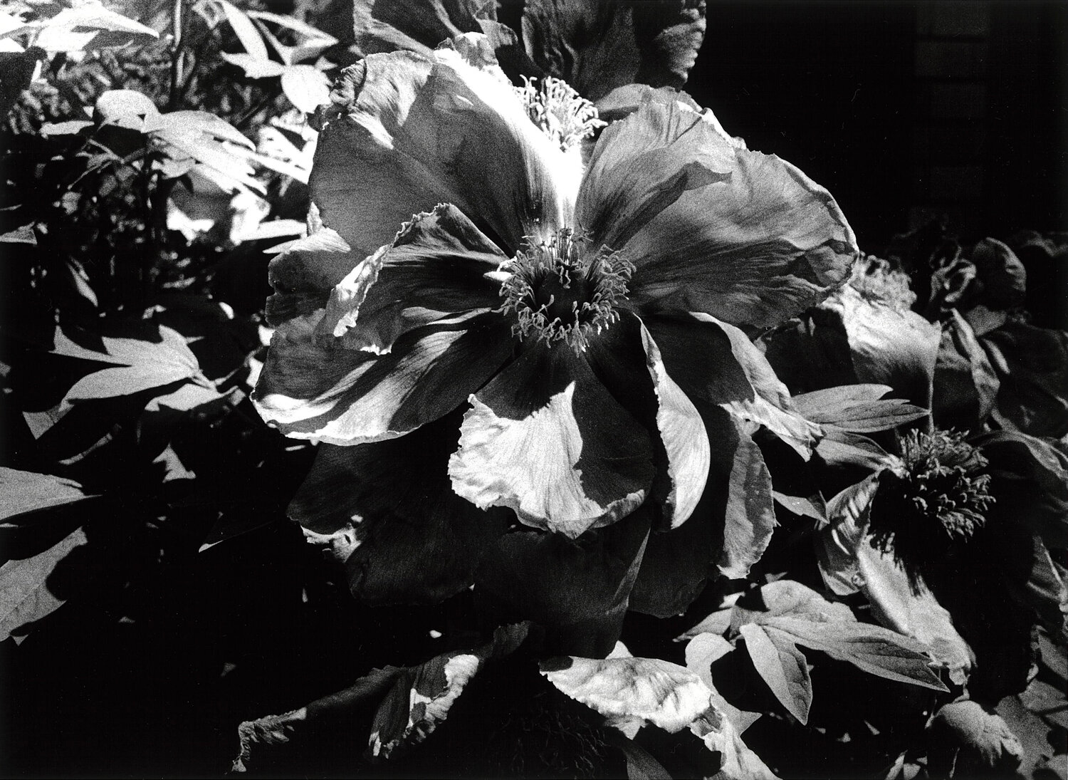 Light and Shadow 1: (Flower) Daido Moriyama Fotografie te koop