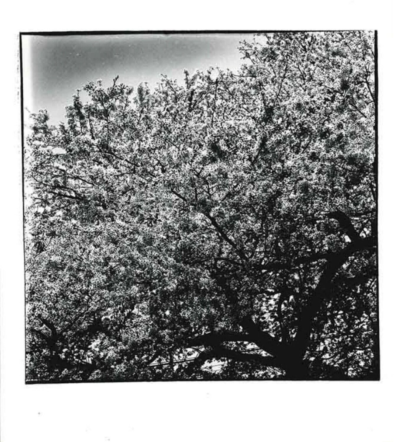 Cherry Blossoms Daido Moriyama Photography for sale