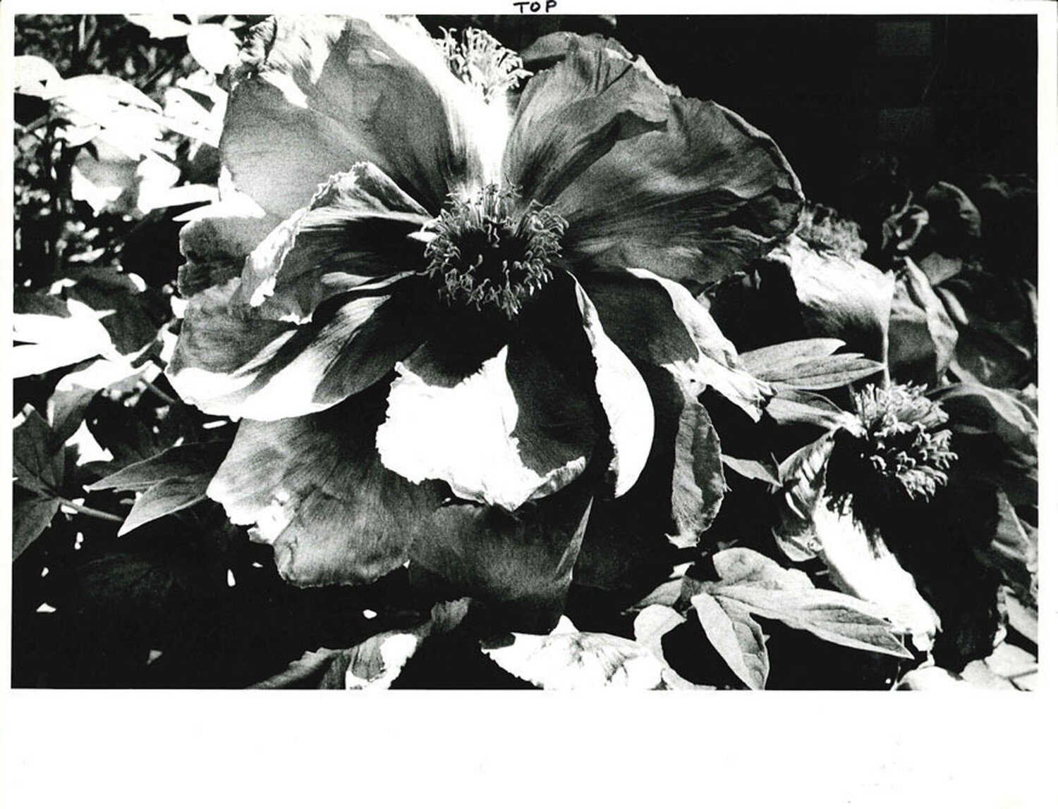 Light and Shadow 1: (Flower) Daido Moriyama Afdruk te koop