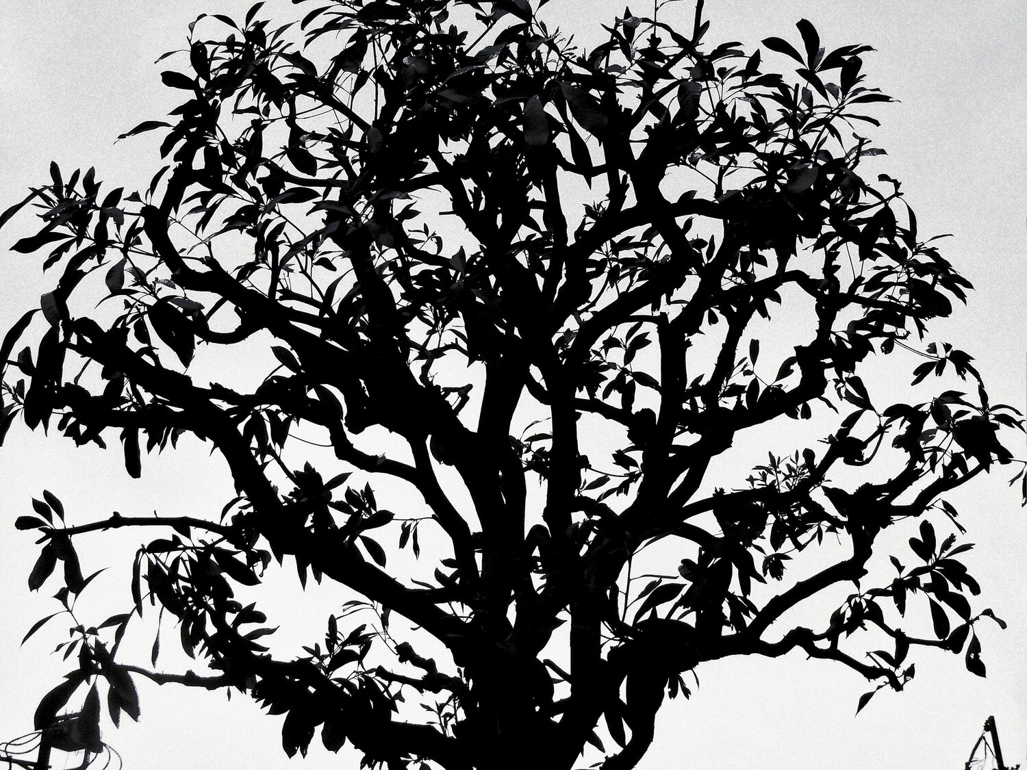 untitled Daido Moriyama Fotografie te koop