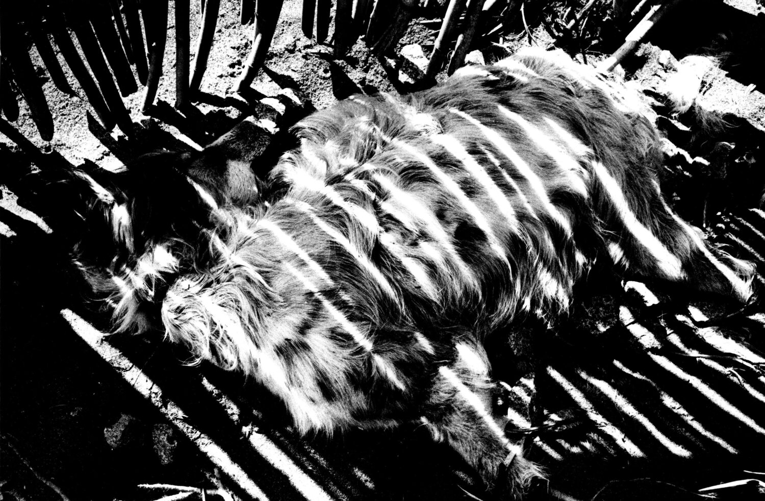 Hokkaido, Japon Daido Moriyama Fotografia in vendita