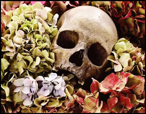 Skull with Hydrangeas van David Bailey, Fotografie te koop op Singulart