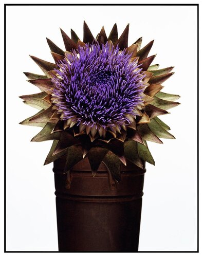 Untitled 14 van David Bailey, Fotografie te koop op Singulart