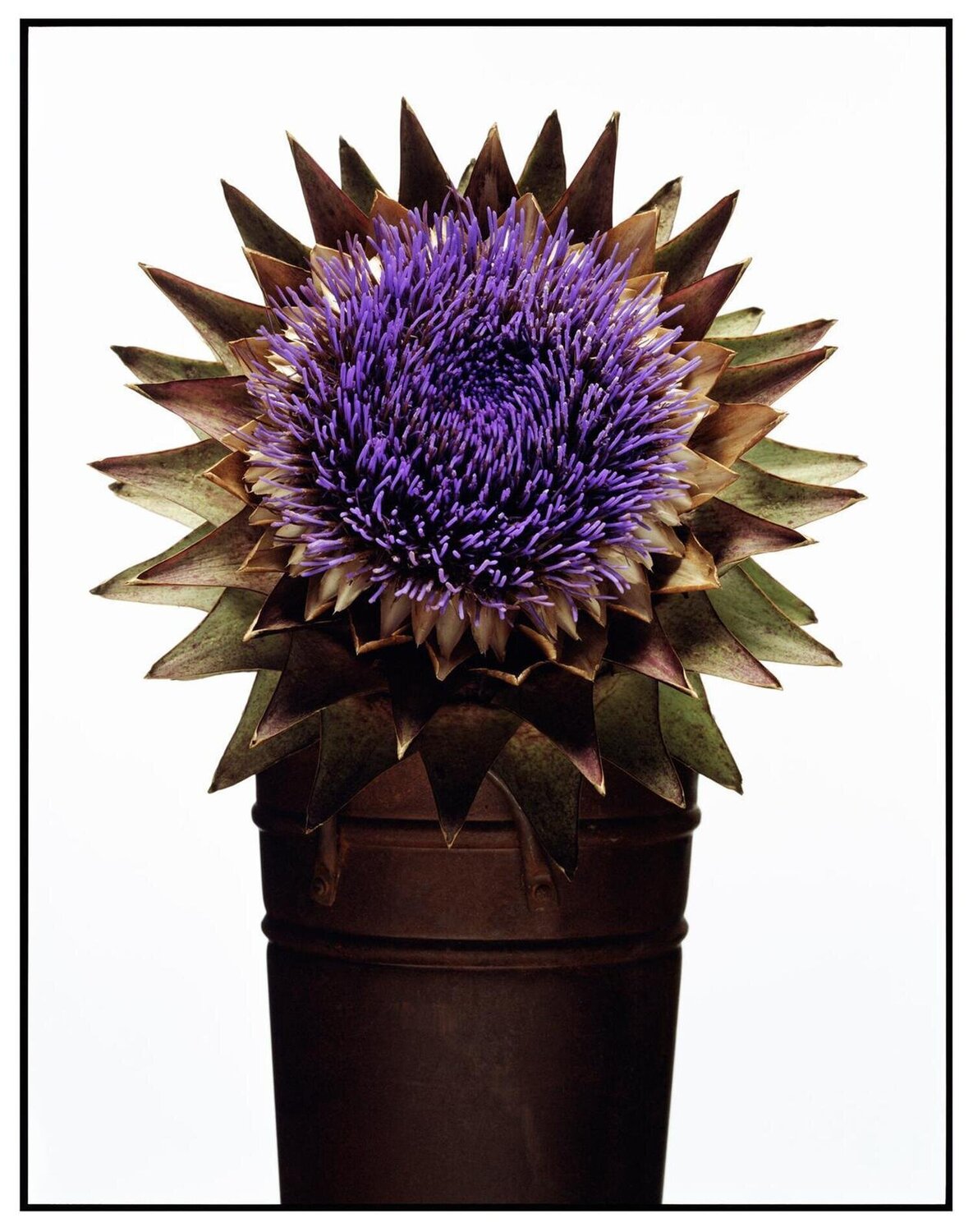 Untitled 14 David Bailey