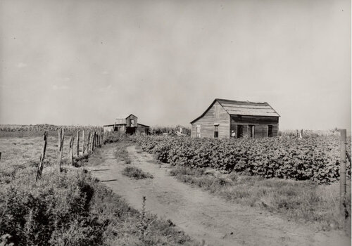Mid-Continent Small Cotton Farm on US 62, Oklahoma di Dorothea Lange, Fotografia in vendita su Singulart