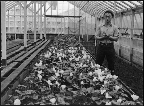 Greenhouse, San Francisco van Dorothea Lange, Fotografie te koop op Singulart