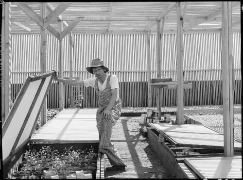 Tending Guayule Plants, Manzanar van Dorothea Lange, Fotografie te koop op Singulart