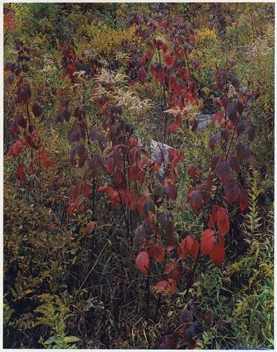 Blackberry Bushes, Adirondack Park, New York, September 30, 1963 von Eliot Porter, Fotografie kaufen auf Singulart