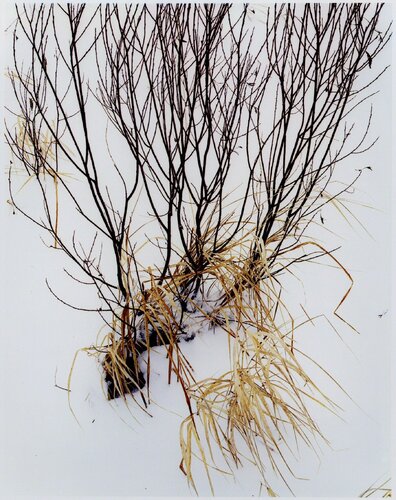 Grass in Snow, Route 3, North of Saranac Lake, Adirondack Mountains, New York, February 5, 1965 von Eliot Porter, Fotografie kaufen auf Singulart