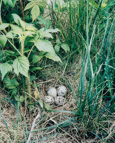 Spotted Sandpiper's Nest, Barred Island, Cahin Links, Maine von Eliot Porter, Fotografie kaufen auf Singulart