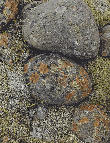 Lichens on River Stones - South Coast von Eliot Porter, Fotografie kaufen auf Singulart