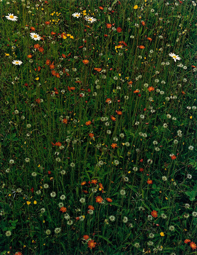 Hawkweed in meadow. Great Spruce Head Island, Maine von Eliot Porter, Fotografie kaufen auf Singulart