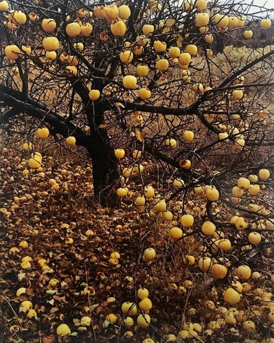 Frostbitten apples, Tesuque, New Mexico, November 21, 1966 von Eliot Porter, Fotografie kaufen auf Singulart