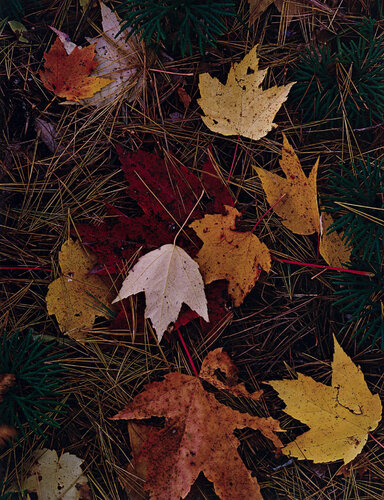 Maple leaves and pine needles. Tamworth, New Hampshire, October 3, 1956 von Eliot Porter, Fotografie kaufen auf Singulart