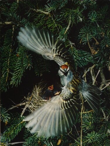 Chipping Sparrow, Maine von Eliot Porter, Fotografie kaufen auf Singulart