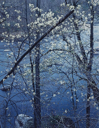 Shadbush, Near Hillsborough, New Hampshire von Eliot Porter, Fotografie kaufen auf Singulart